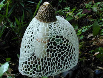 竹荪——食用菌中的皇后