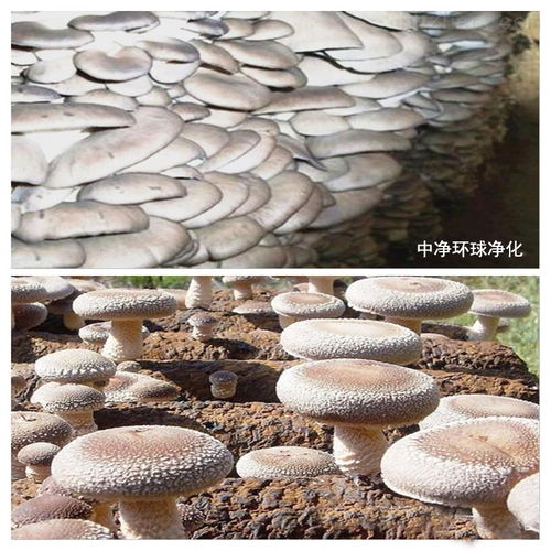 长沙食用菌接种车间与无菌室净化车间工程项目解析