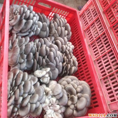 自种鲜平菇 绿色健康，营养丰富的家庭食用菌