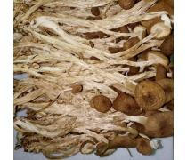 食用菌产品库 营养与美味的天然宝库