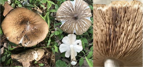 鸡枞菌 白蚁栽培的美味食用菌