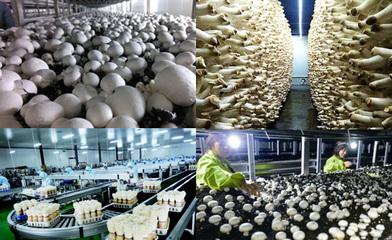 食用菌工厂化 现代农业的绿色革命