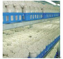 中农蓝天秸秆食用菌产品 秸秆四季栽培食用菌的经济价值与市场前景