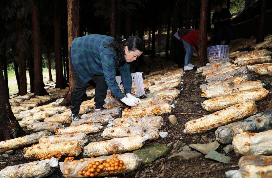 林下食用菌基地 鸡枞菌菌棒正待出菇
