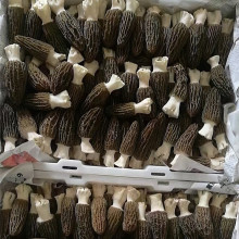 云南特产现货新鲜羊肚菌 天然美味与营养的完美结合