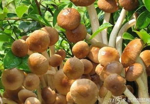 中盛永基食用菌加盟费用及详细信息