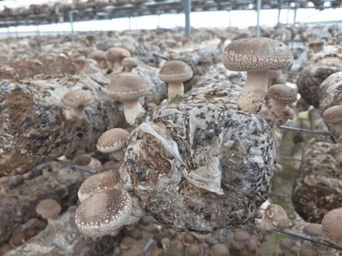 陵川潞城香菇 食用菌中的珍品