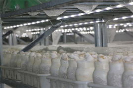 探秘河南世纪香食用菌工厂化生产基地 科技赋能，绿色健康新典范