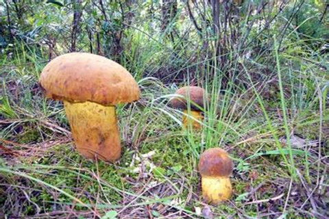 探寻山野珍馐 常见野生食用菌种类与鉴别