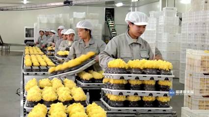 【棒棒哒】尤溪食用菌 远销美国的特色产业创新之路