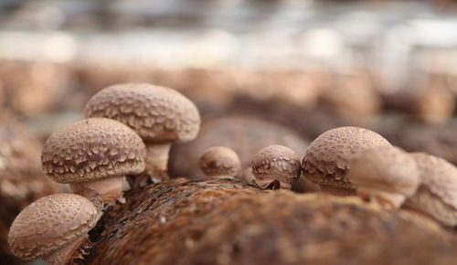 开阳县高寨乡 小小食用菌，敲开“致富门”