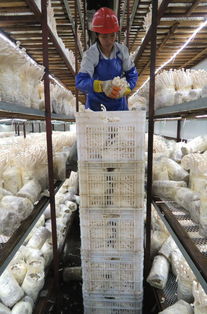 绿色理念引领食用菌产业创新 助力可持续发展新篇章