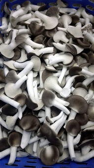 农业局狠抓食用菌产业转型 小小蘑菇突破亿元产值