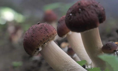 2020年贵州食用菌产业 66.76亿元销售的版图解析