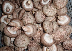 食用菌 大自然的药食同源瑰宝