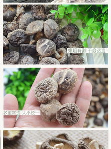 深山臻品，椴木菇香——探秘湖北谷城万里山野生干香菇