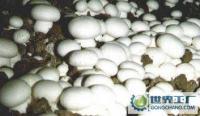 新鲜蘑菇供应专家 批发兼零售的优选渠道——食用菌行业解析